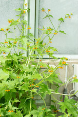 Loasa Acerifolia plant in Saint Gallen in Switzerland