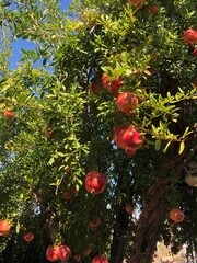 pomegranate tree