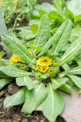 Inula Rhizocephala plant in Saint Gallen in Switzerland