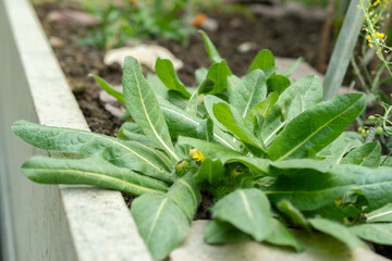 Inula Rhizocephala plant in Saint Gallen in Switzerland