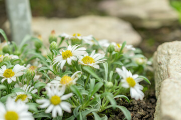 Townsendia Minima plant in Saint Gallen in Switzerland