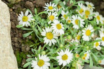 Obraz premium Townsendia Minima plant in Saint Gallen in Switzerland