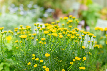 Chrysocoma Coma-aurea plant in Saint Gallen in Switzerland
