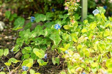 Blue oxalis or Parochetus Communis plant in Saint Gallen in Switzerland
