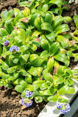 Myosotis Capitata plant in Saint Gallen in Switzerland