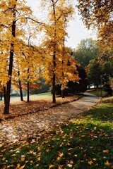 Naklejka premium Poplar trees in a park painted in yellow by autumn; Tranquil autumn scene in the park, showcasing trees with fall colors and a winding pathway. 