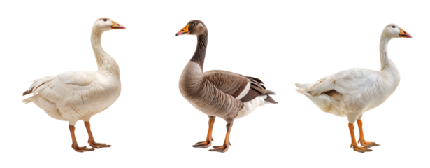 Three geese isolated on transparent background, bird poultry brown domestic