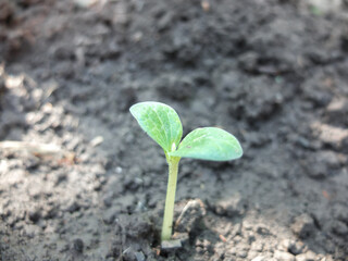 Pumpkin seedlings before planting in the bed, watering can for watering. Concept of vegetable gardening vegetable growing.