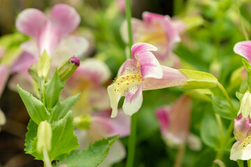 Obraz premium Mimulus Naiandinus plant in Saint Gallen in Switzerland