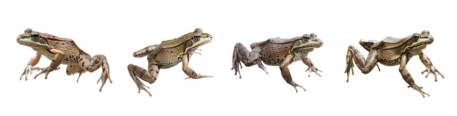 Frog jumping isolated on transparent background, capture jump movement frame