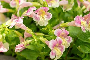 Mimulus Naiandinus plant in Saint Gallen in Switzerland