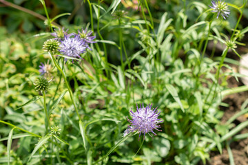 Phyteuma Charmelii plant in Saint Gallen in Switzerland