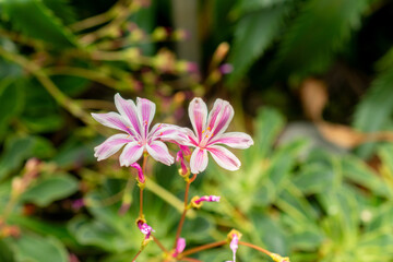 Siskiyou lewisia or Lewisia Cotyledon plant in Saint Gallen in Switzerland