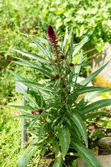 Lysimachia Atropurpurea plant in Saint Gallen in Switzerland