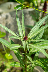 Lysimachia Atropurpurea plant in Saint Gallen in Switzerland
