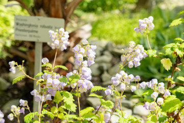 Teacup flower or Jovellana Punctata plant in Saint Gallen in Switzerland