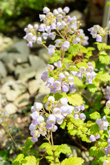 Teacup flower or Jovellana Punctata plant in Saint Gallen in Switzerland