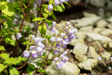 Teacup flower or Jovellana Punctata plant in Saint Gallen in Switzerland