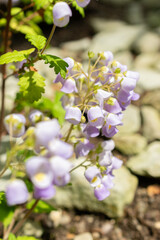 Teacup flower or Jovellana Punctata plant in Saint Gallen in Switzerland