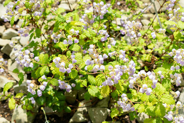 Teacup flower or Jovellana Punctata plant in Saint Gallen in Switzerland