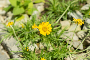 Hymenoxys Acaulis plant in Saint Gallen in Switzerland