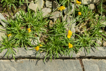 Hymenoxys Acaulis plant in Saint Gallen in Switzerland