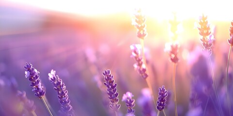 Naklejka premium Tranquil and Serene Golden Sunset Over Lavender Field. Concept Golden Sunset, Lavender Field, Tranquil Setting, Serene Atmosphere