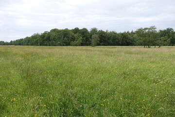 Fototapeta premium The photo showcases a vibrant wildflower field in full bloom at the edge of a forest in spring. The field is filled with colorful blossoms, creating a lively mix of yellows, purples, and whites.