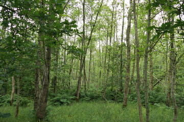 The photo depicts a wild, uncultivated forest brimming with natural beauty. Tall trees with dense, tangled branches reach skyward, their leaves forming a thick canopy. 