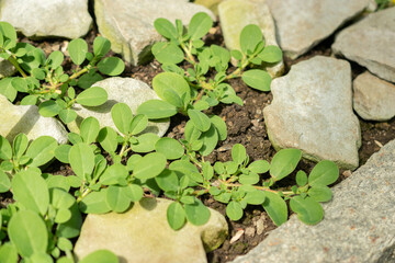 Anthyllis Tetraphylla plant in Saint Gallen in Switzerland