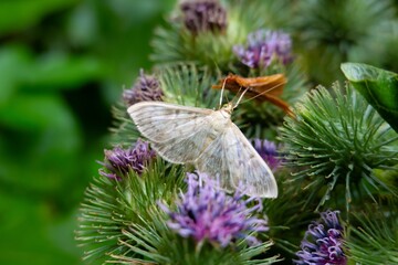 Closeup of Mother of pearl moth butterfly on thistle plant © mino21