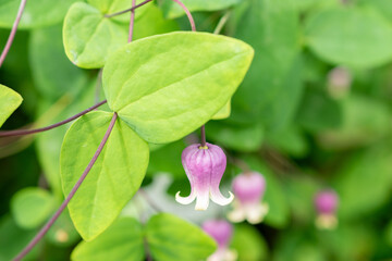Clematis Addisonii plant in Saint Gallen in Switzerland