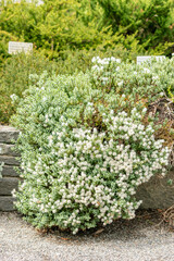 Disk leaved hebe or Hebe Pinguifolia plant in Saint Gallen in Switzerland