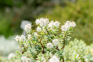 Disk leaved hebe or Hebe Pinguifolia plant in Saint Gallen in Switzerland