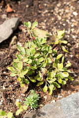 Eriogonum Flavum plant in Saint Gallen in Switzerland