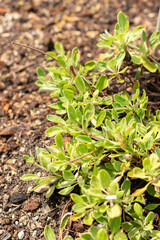 Eriogonum Flavum plant in Saint Gallen in Switzerland