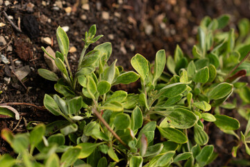 Eriogonum Flavum plant in Saint Gallen in Switzerland