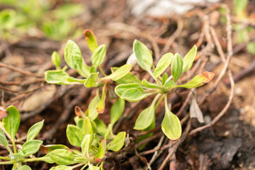 Eriogonum Flavum plant in Saint Gallen in Switzerland