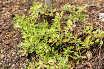 Eriogonum Flavum plant in Saint Gallen in Switzerland