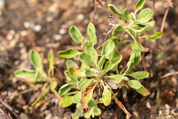 Eriogonum Flavum plant in Saint Gallen in Switzerland