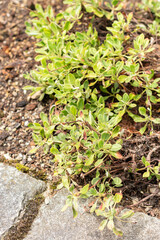 Eriogonum Flavum plant in Saint Gallen in Switzerland