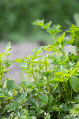 Obraz premium Parsley grows in the garden. Green leaves of parsley