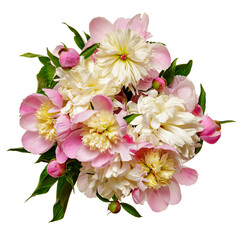 Top view of a bouquet of luxury peonies isolated on a white background and inscribed in a square