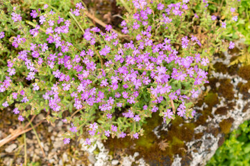 Alpine balsam or Erinus Alpinus plant in Saint Gallen in Switzerland
