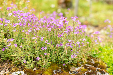 Alpine balsam or Erinus Alpinus plant in Saint Gallen in Switzerland