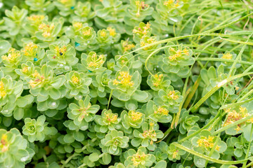 Rhodiola Rosea plant in Saint Gallen in Switzerland