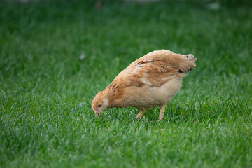 Hens grazing on grass in a free range organic farm
