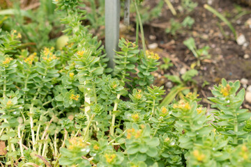 Rhodiola Rosea plant in Saint Gallen in Switzerland