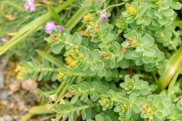 Rhodiola Rosea plant in Saint Gallen in Switzerland