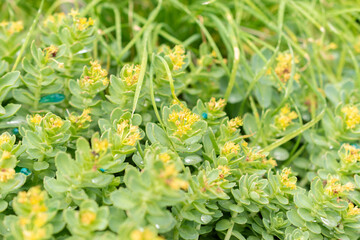 Rhodiola Rosea plant in Saint Gallen in Switzerland